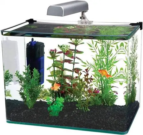 ፔን plax 10 ጋሎን aquarium