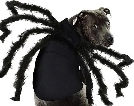 7Camlinbo fantasia de Halloween para animais de estimação cachorros aranhas moletom