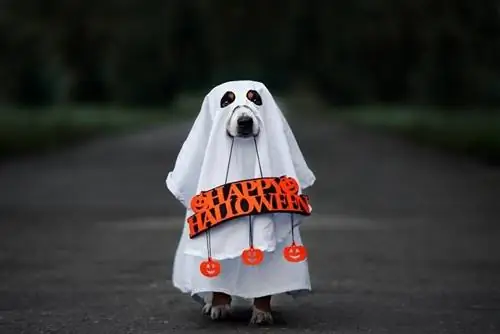 cachorro fantasiado de fantasma_otsphoto_shutterstock