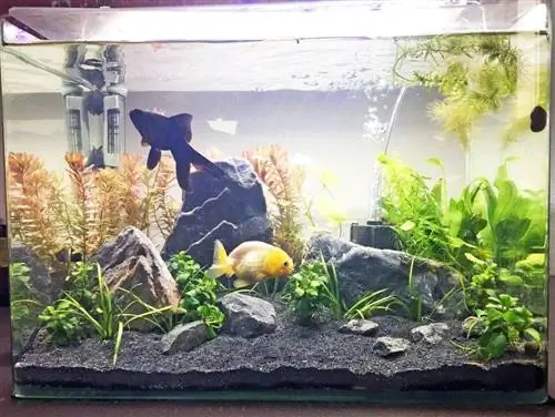 Recensione del kit acquario Penn Plax da 10 galloni 2023 (con suggerimenti per l'aquascaping)