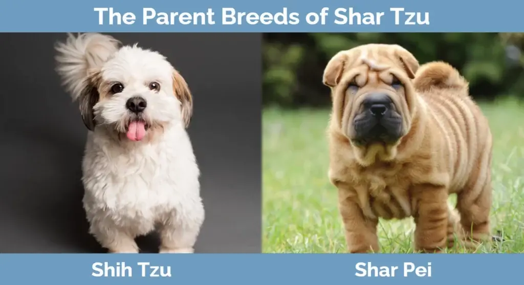 Las razas progenitoras de Shar Tzu