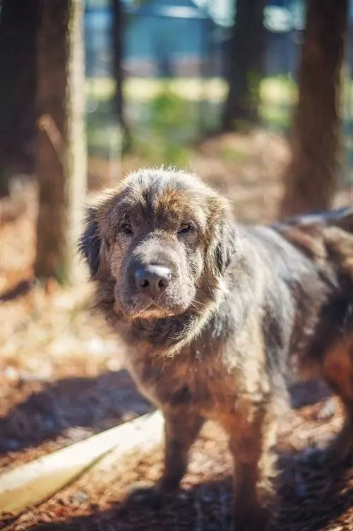 Shih Tzu Shar-Pei Mix (Shar Tzu): Info, bilder, kjennetegn & Fakta