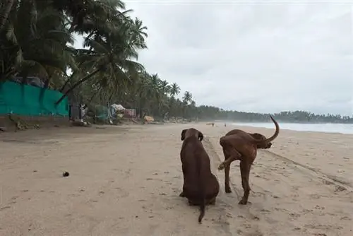 ¿Por qué los perros orinan sobre otros perros? 7 razones & Cómo detenerlo