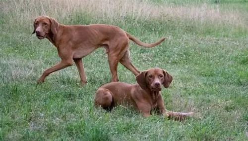 สุนัข vizsla เล่นอยู่ในหญ้า