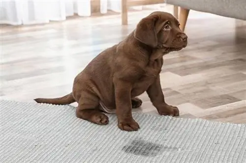 2 Recettes de nettoyant enzymatique fait maison pour l'odeur d'urine de chien & Élimination des taches