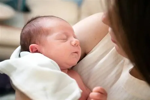 alman çobanı yeni doğulmuş körpəsini daşıyan ana