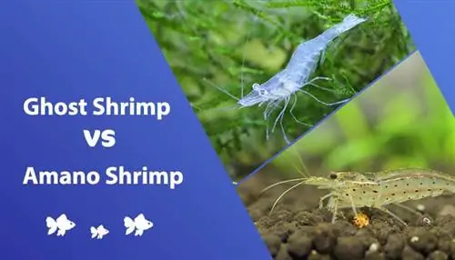 Ghost Shrimp vs Amano Shrimp: koks skirtumas? (su nuotraukomis)