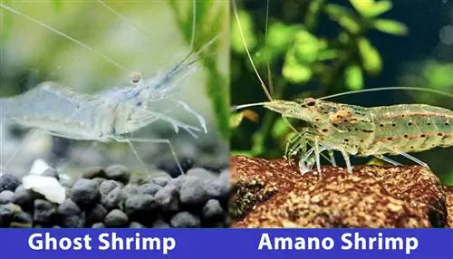 camarones fantasma vs amano