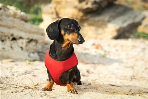 dachshund em arnês vermelho