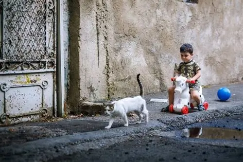 Anak muda bermain dengan kucing