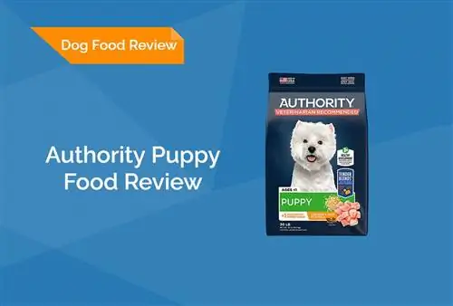 Authority Puppy Food Review 2023: Herroepings, voordele & Nadele