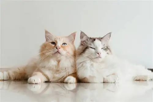 dois gatos ragdolls deitados no chão em casa