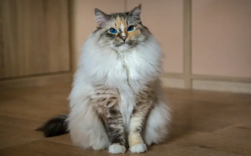 Seal Tortie Lynx Point Ragdoll կատու