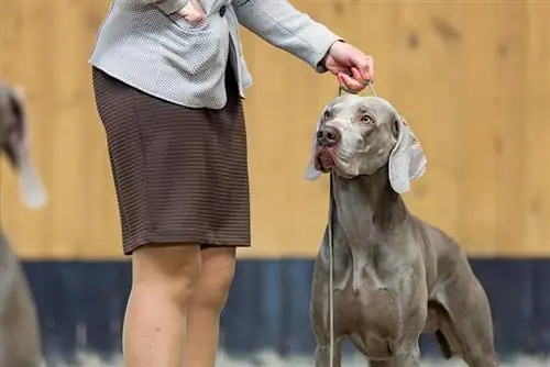 Weimaraner në shfaqjen e qenve me mbajtës