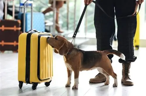 një kontrollues i zbulimit të qenve beagle që punon në aeroport