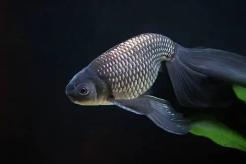 peixe-ovo goldfish_seaonweb_shutterstock