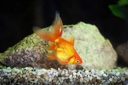 Poisson rouge dans l'aquarium