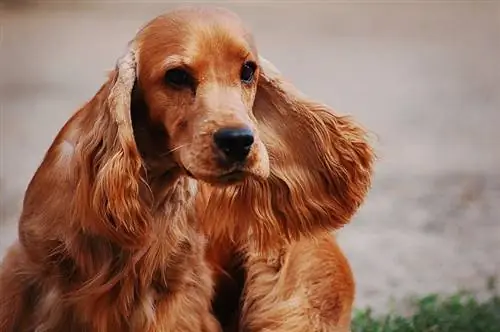 Lus Askiv Qho Khoom Ua Si Cocker Spaniel Info