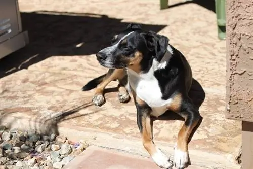 italian greyhound basking nyob rau hauv lub tshav kub