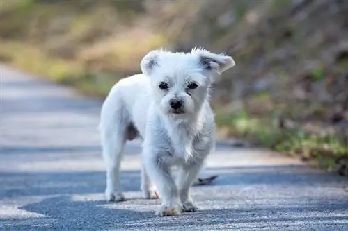 Havanese hund