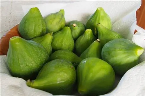 Chayote