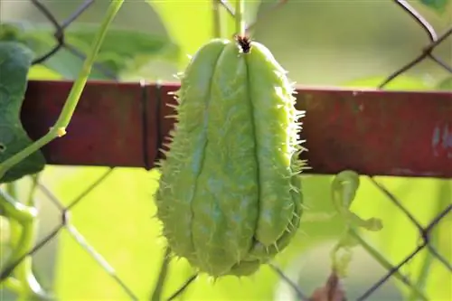 Kan hunder spise Chayote? Hva vitenskapen sier