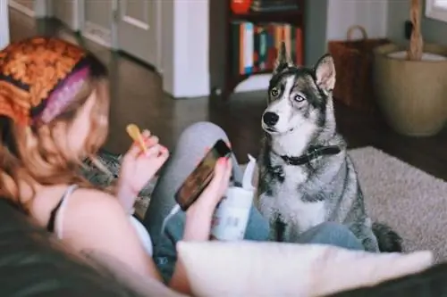 husky viendo a una chica comer papas fritas