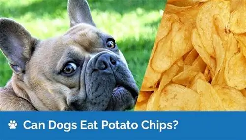 Cachorro pode comer batata frita? As batatas fritas são seguras para cães?