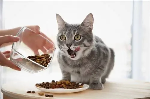 feeding-cute-cat-at-home