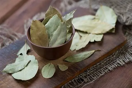 Maaari Bang Kumain ang Mga Aso ng Bay Leaves? Gaano Sila Kalusog?