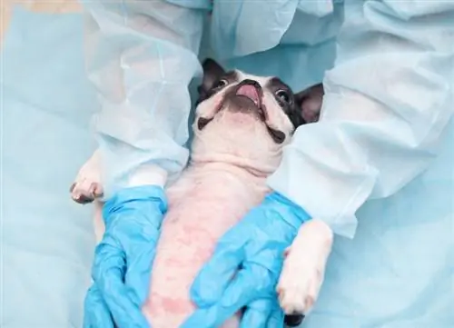 boston terrier con alergia en la piel