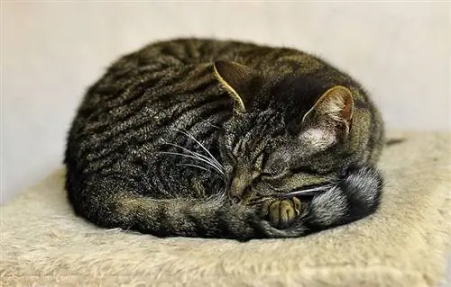 tabby katt sover i bollställning på ett kattträd