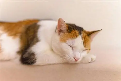 calico katt sover