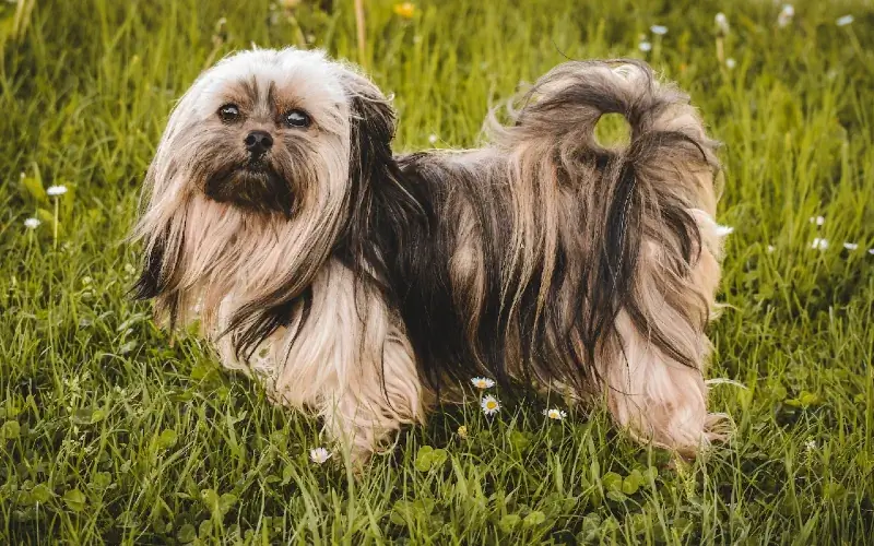 anjing shih tzu brindle di atas rumput