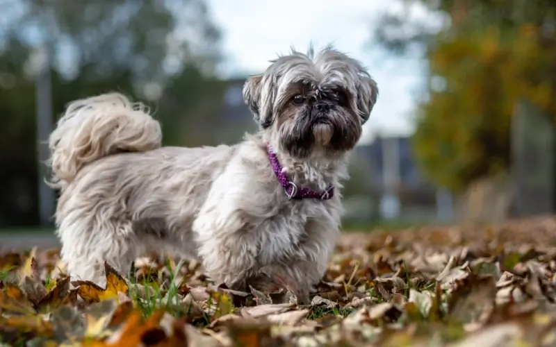 Brindle Shih Tzu: Feite, Oorsprong & Geskiedenis (Met prente)