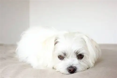 witte shih tzu-hond die op het bed ligt