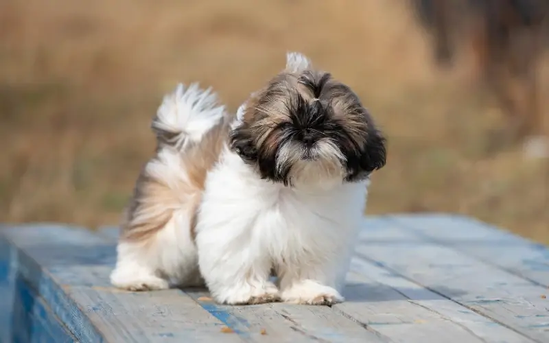 ትንሽ Shih Tzu ከቤት ውጭ