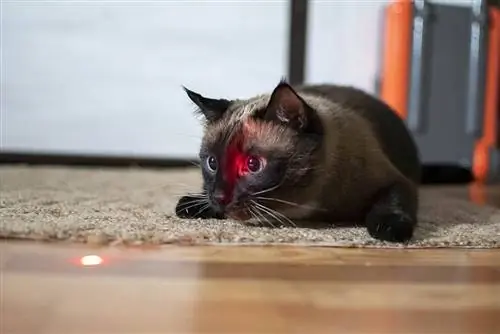 Siamese kat speel met laser