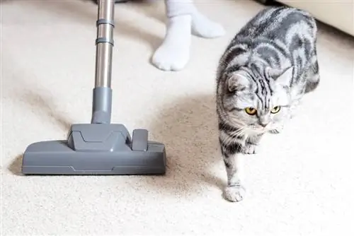 adorable chat marche à côté de l'aspirateur