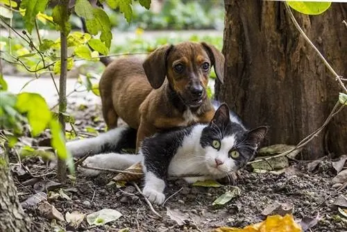 cane gatto che gioca nei boschi