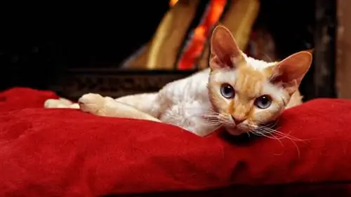 devon rex mačka laže