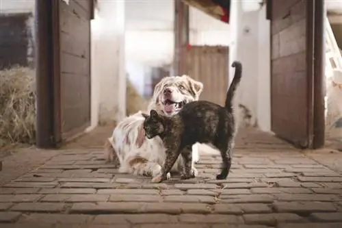 Bolehkah Anjing Alah kepada Kucing? Fakta Berasaskan Sains & Soalan Lazim