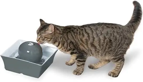 gato bebiendo en una fuente de agua para mascotas