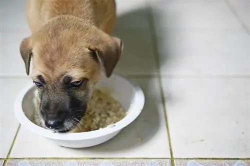 anjing kecil berwarna cokelat sedang makan bubur