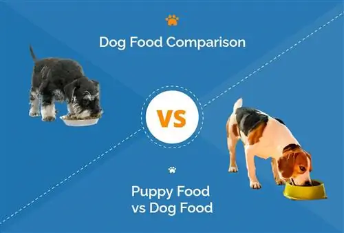 Comida para cachorro x comida para cachorro adulto: como eles são diferentes?