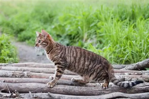 gato toyger en el árbol