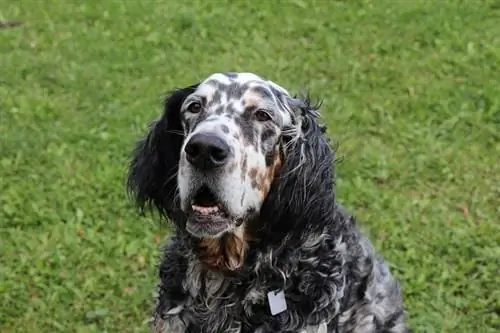 Setter inglês olhando para cima