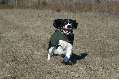 Английн Springer Spaniel гүйж байна