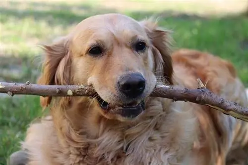 Golden Retriever với cây gậy