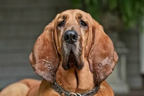 Bloodhound